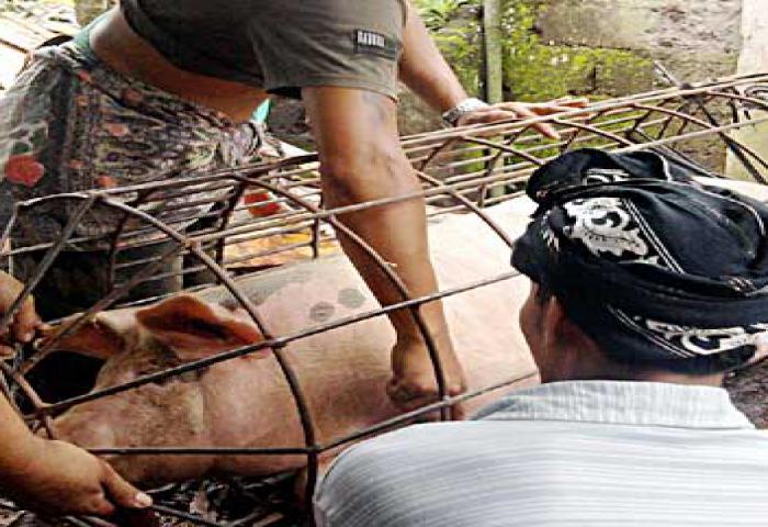 Bali Sambut Galungan Dengan Potong Babi Massal
